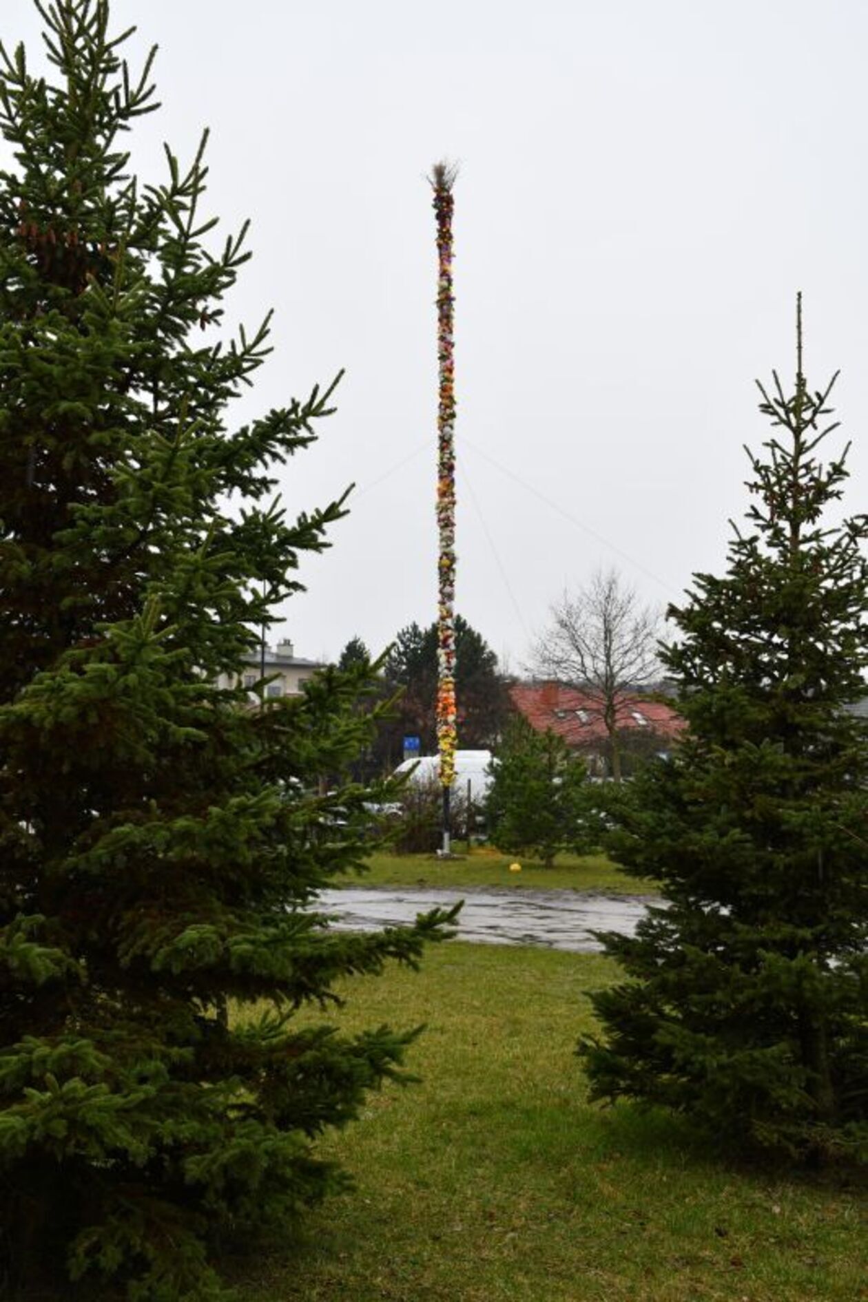 13-metrowa palma stanęła przed kościołem pw. Św. Kingi w Świdniku