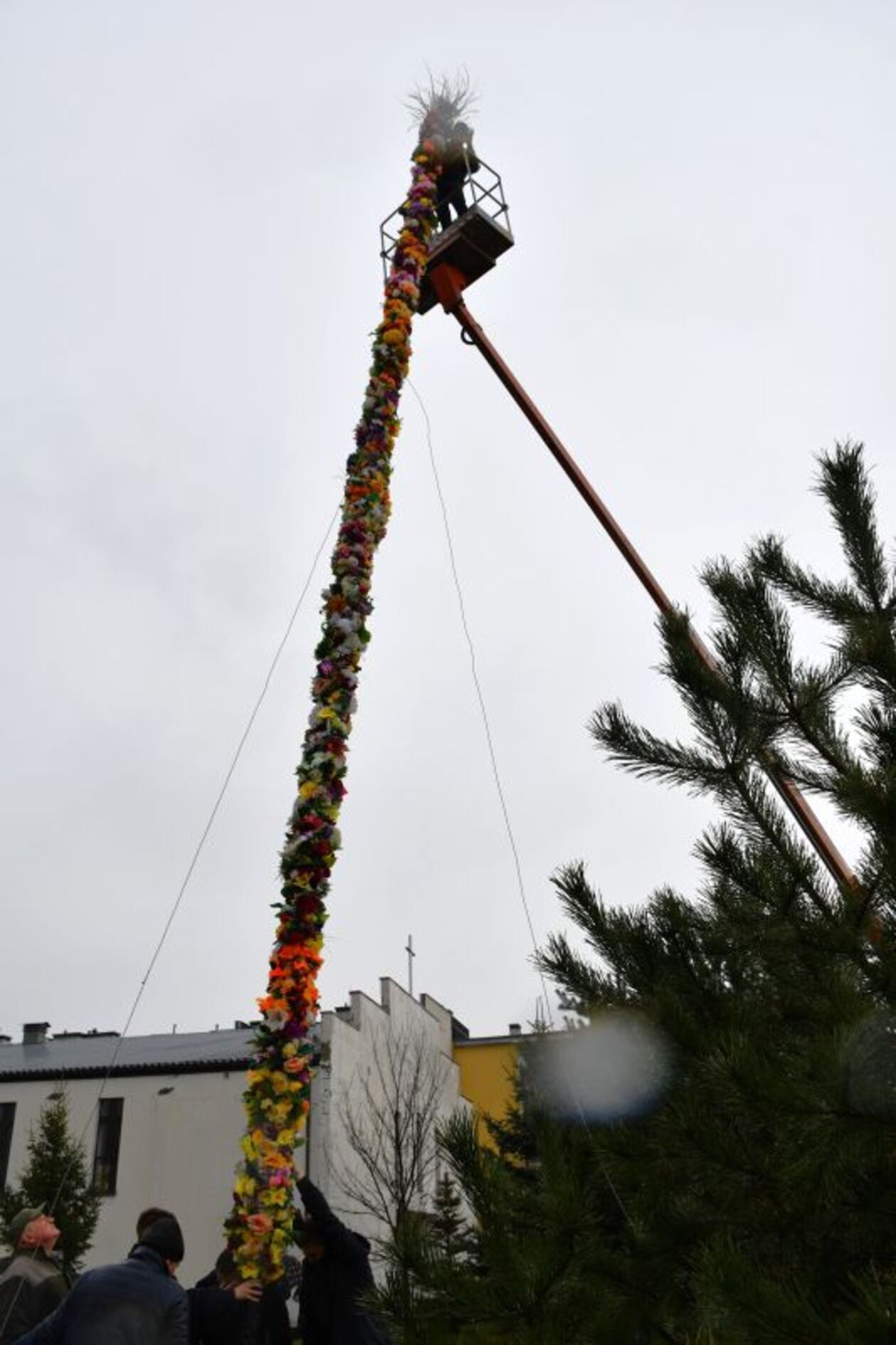  13-metrowa palma stanęła przed kościołem pw. Św. Kingi w Świdniku (zdjęcie 6) - Autor: Świdnik Wysokich Lotów