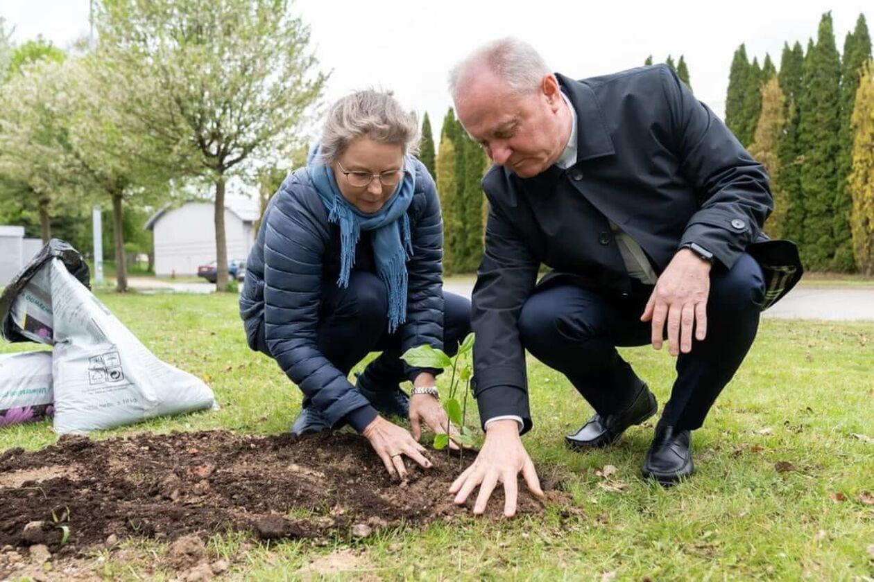  Nowe magnolie na KUL (zdjęcie 3) - Autor: Tomasz Koryszko/KUL