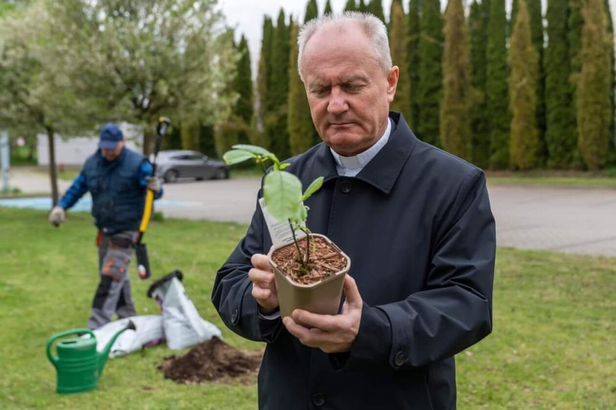  Nowe magnolie na KUL (zdjęcie 2) - Autor: Tomasz Koryszko/KUL