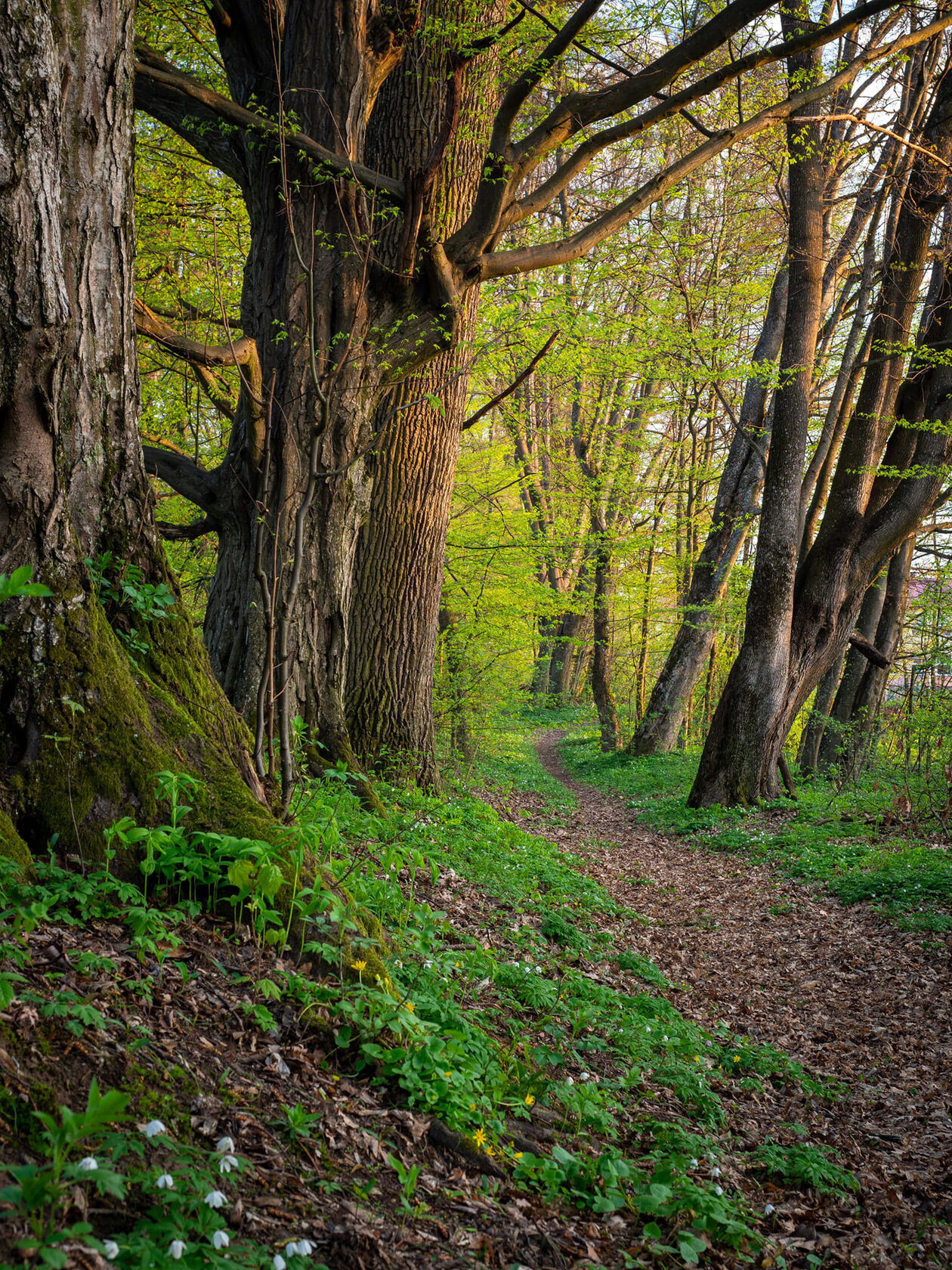  Stojeszyn. Park podworski  (zdjęcie 4) - Autor: stowarzyszenie Stojeszanka 