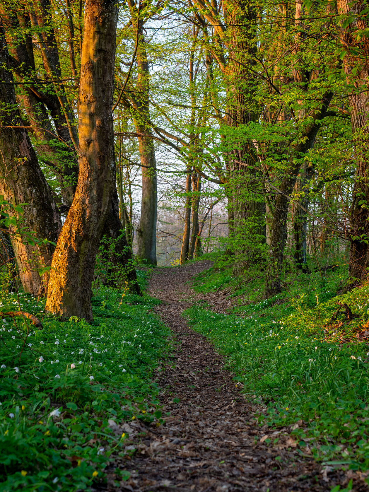  Stojeszyn. Park podworski  (zdjęcie 3) - Autor: stowarzyszenie Stojeszanka 