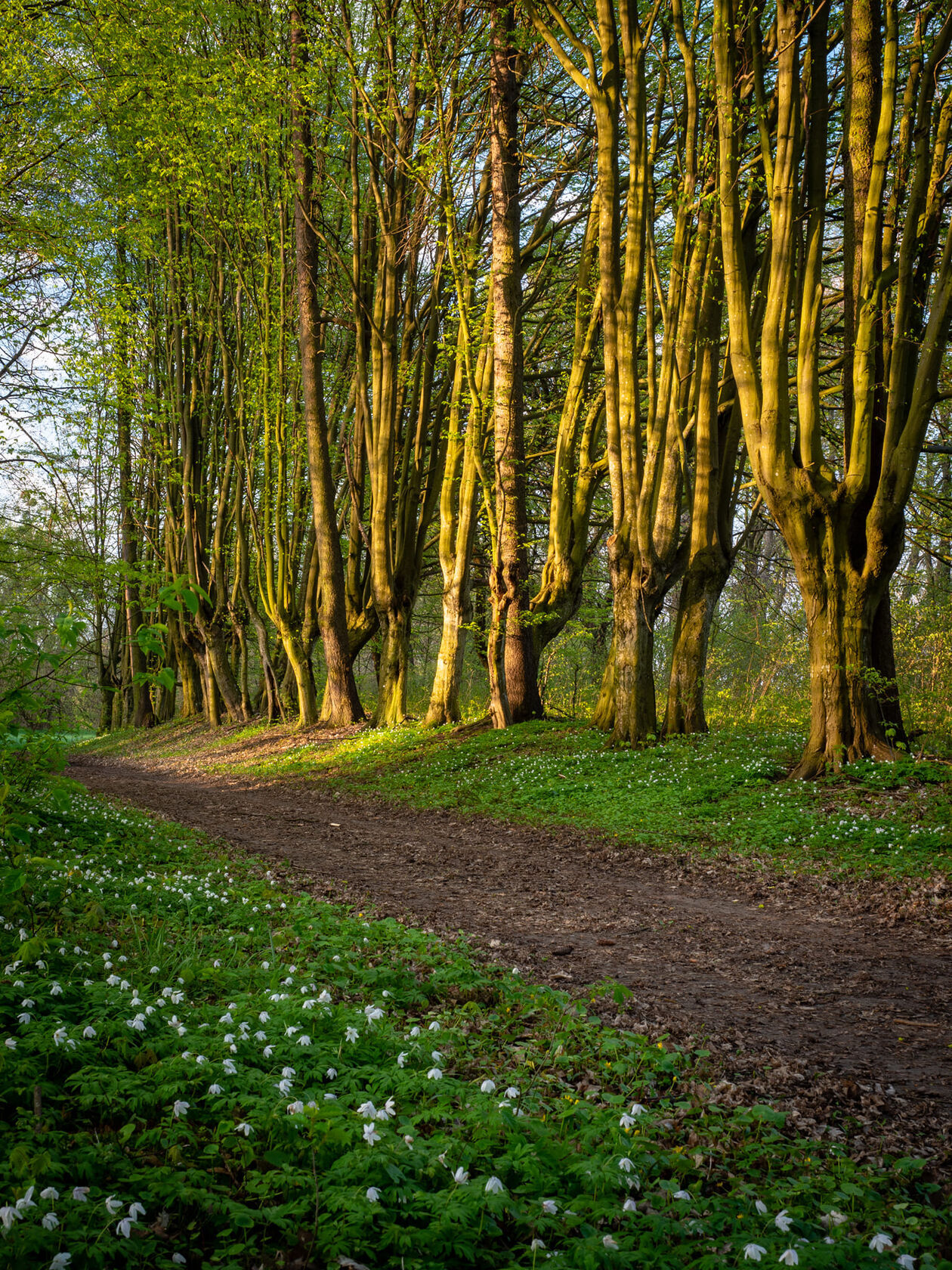  Stojeszyn. Park podworski   - Autor: stowarzyszenie Stojeszanka 