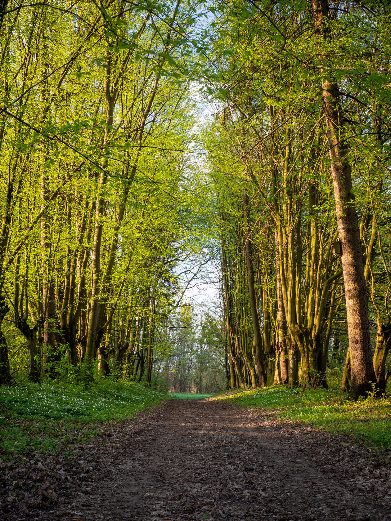  Stojeszyn. Park podworski  (zdjęcie 2) - Autor: stowarzyszenie Stojeszanka 