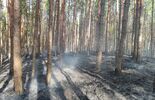 Pożar lasu (zdjęcie 5)