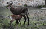 Nowi mieszkańcy zamojskiego zoo (zdjęcie 3)