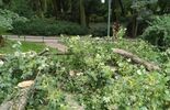 Konar drzewa spadł na nastolatki w Ogrodzie Saskim  (zdjęcie 5)