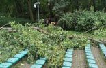 Konar drzewa spadł na nastolatki w Ogrodzie Saskim  (zdjęcie 4)