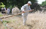 Żniwowanie w lubelskim skansenie (zdjęcie 2)