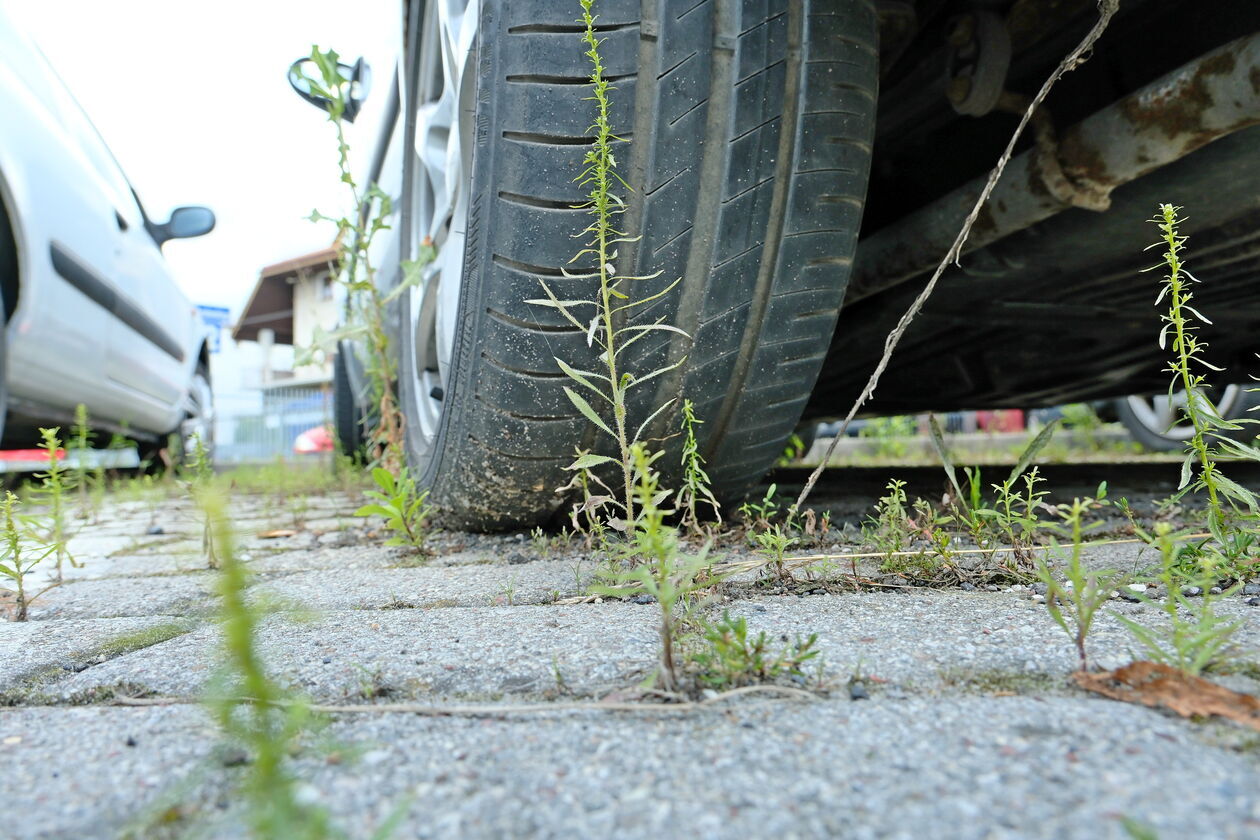  Parking przy ulicy Borelowskiego (zdjęcie 9) - Autor: DW