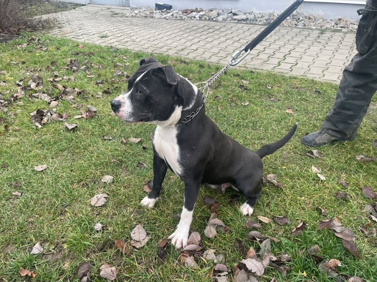  <p>Rasa: w typie pit bull terrier<br />Płeć: samica<br />Rok urodzenia: 2023<br />Wielkość: średnia<br />Data przyjęcia: 20.12.2024<br />Nr ewidencyjny: 0212401183</p>