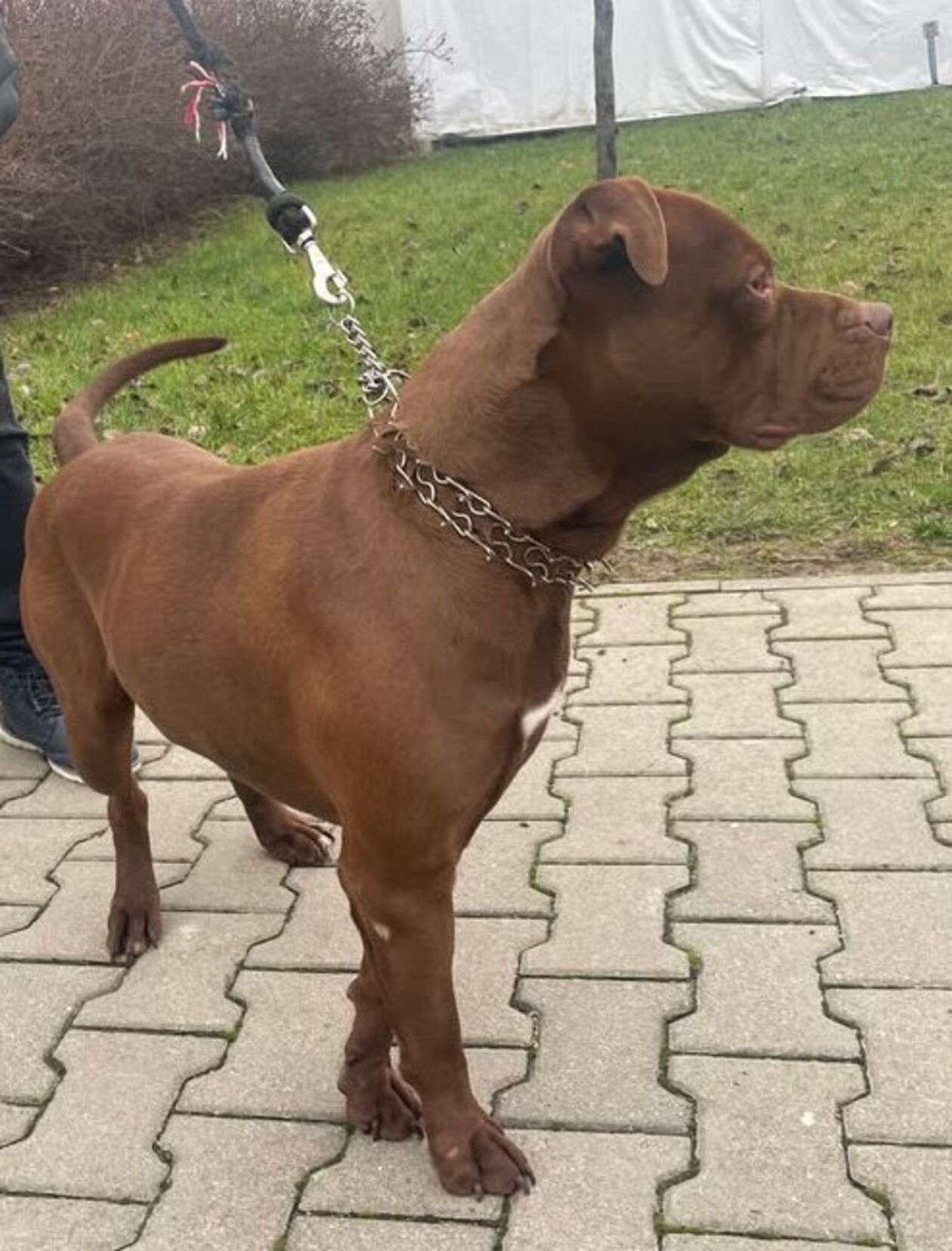  <p>Rasa: w typie pit bull terier<br />Płeć: samiec<br />Rok urodzenia: 2023<br />Wielkość: średnia<br />Data przyjęcia: 20.12.2024<br />Nr ewidencyjny: 0212401184</p>