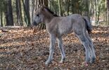 Narodziny młodych w hodowli koników polskich w RPN (zdjęcie 4)