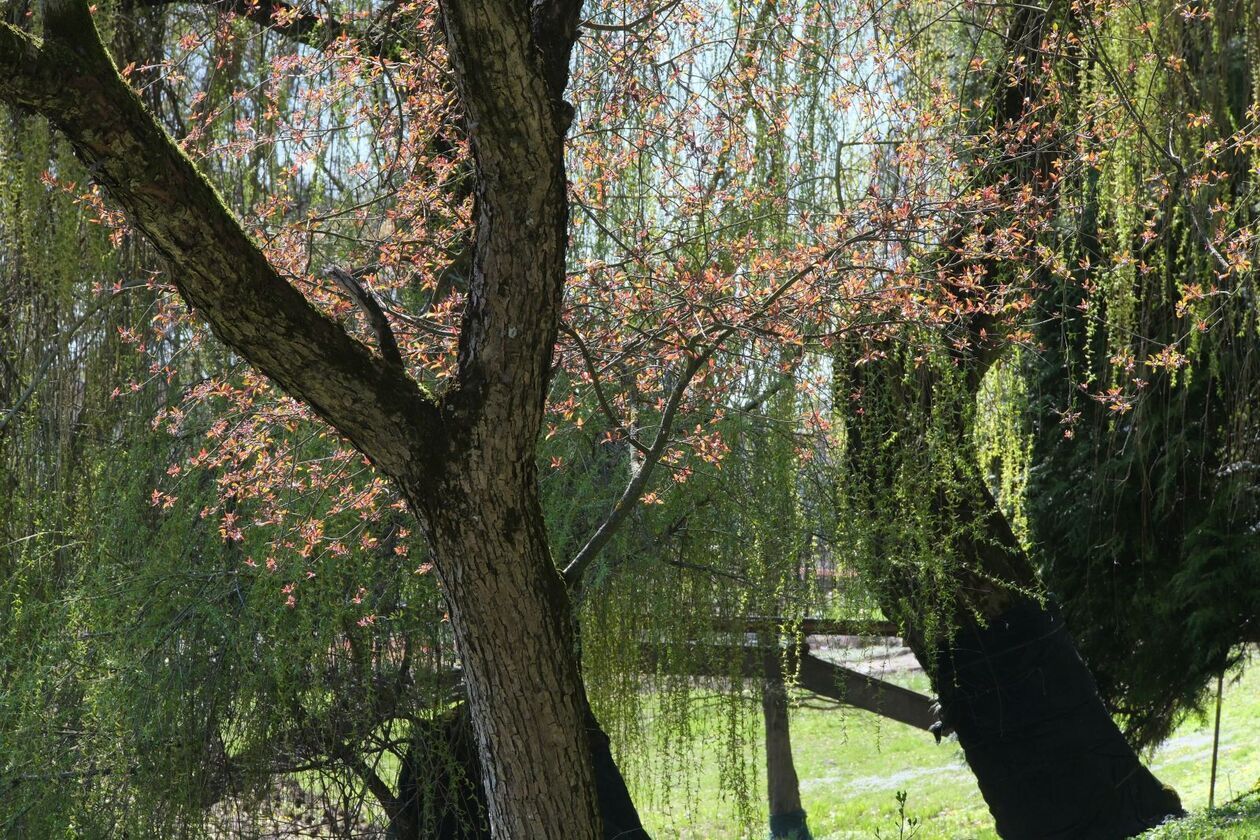  Ogród Botaniczny UMCS otwarty dla zwiedzajacych (zdjęcie 34) - Autor: DW