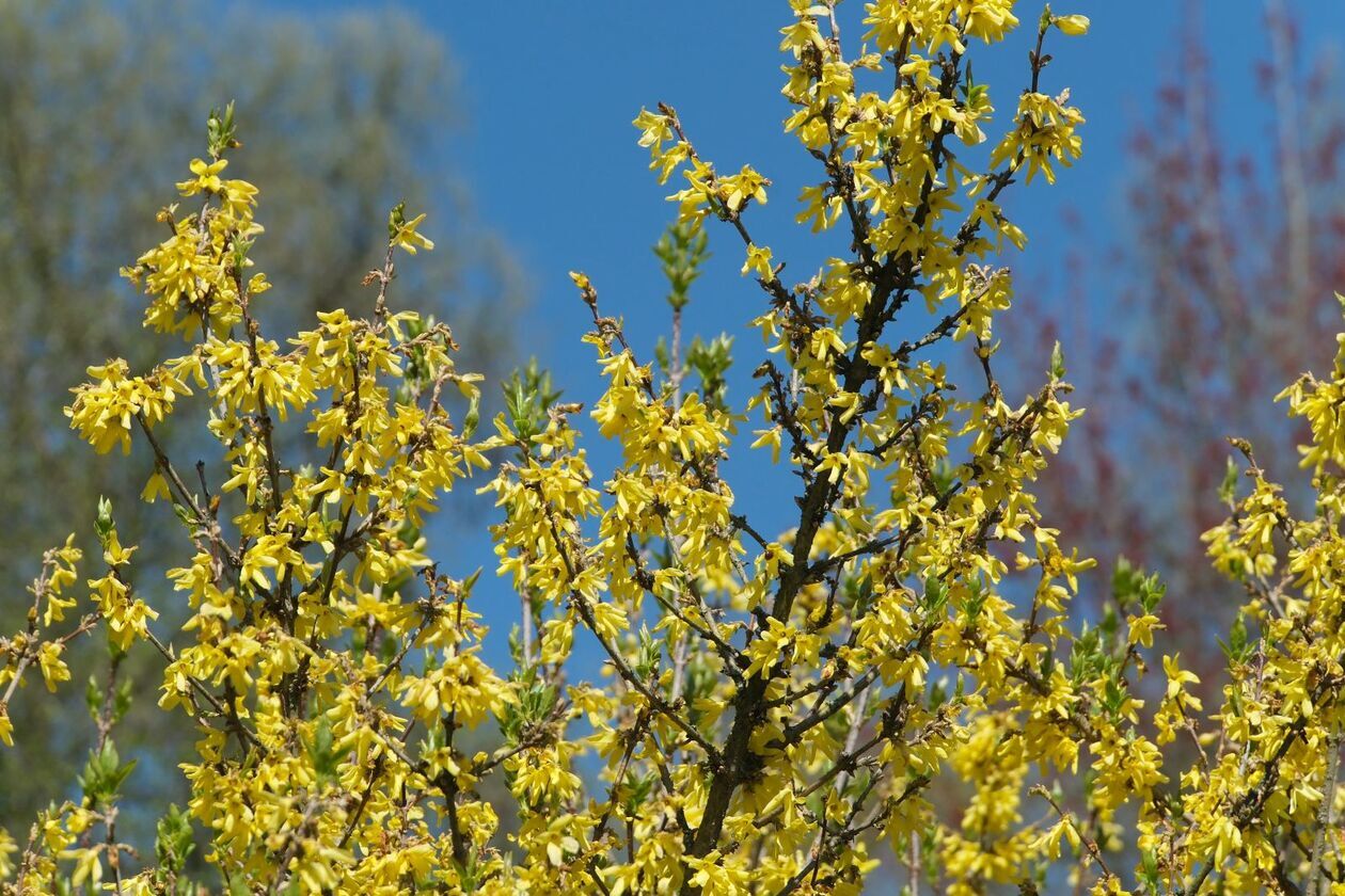  Ogród Botaniczny UMCS otwarty dla zwiedzajacych (zdjęcie 57) - Autor: DW