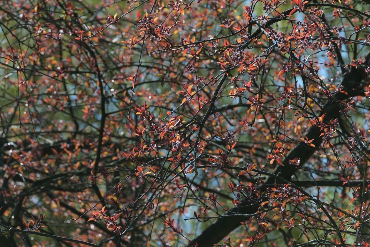  Ogród Botaniczny UMCS otwarty dla zwiedzajacych (zdjęcie 35) - Autor: DW