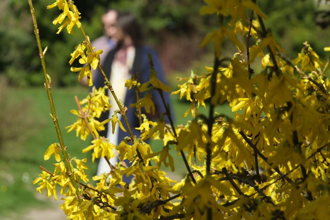  Ogród Botaniczny UMCS otwarty dla zwiedzajacych (zdjęcie 68) - Autor: DW