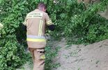 Służby na miejscu wypadku w wąwozie w Kazimierzu Dolnym (zdjęcie 2)