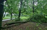 Zniszczenia drzew w radzyńskim parku  (zdjęcie 2)