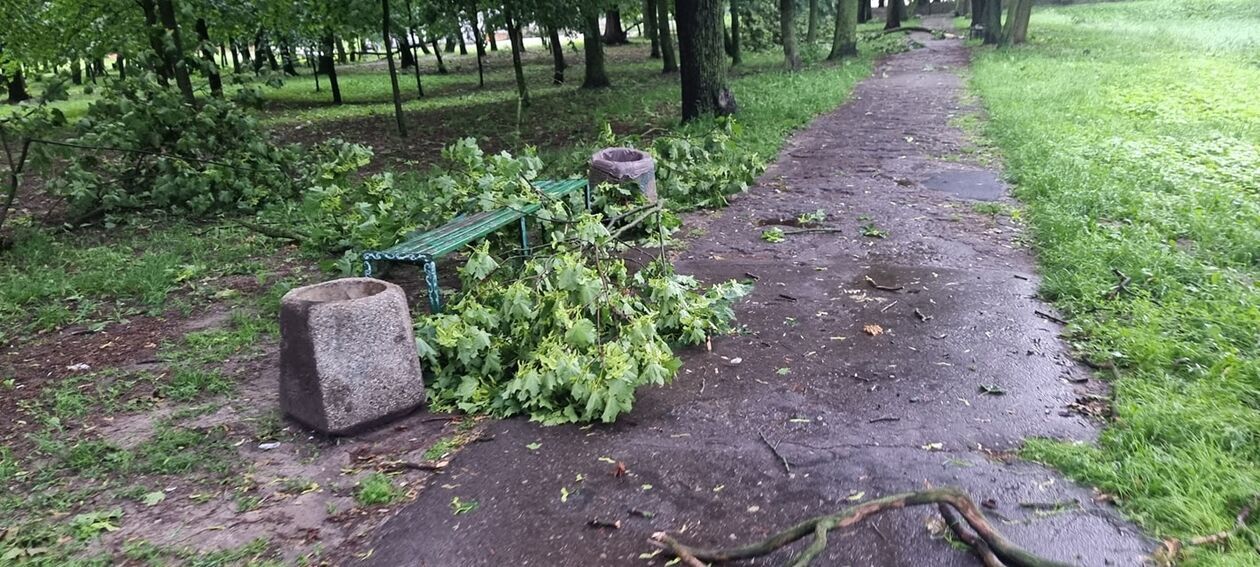  Zniszczenia drzew w radzyńskim parku   - Autor: Paweł Bosko 