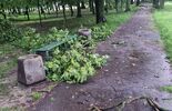 Zniszczenia drzew w radzyńskim parku  (zdjęcie 5)