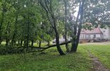 Zniszczenia drzew w radzyńskim parku  (zdjęcie 3)
