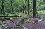 Zniszczenia drzew w radzyńskim parku  (zdjęcie 4)