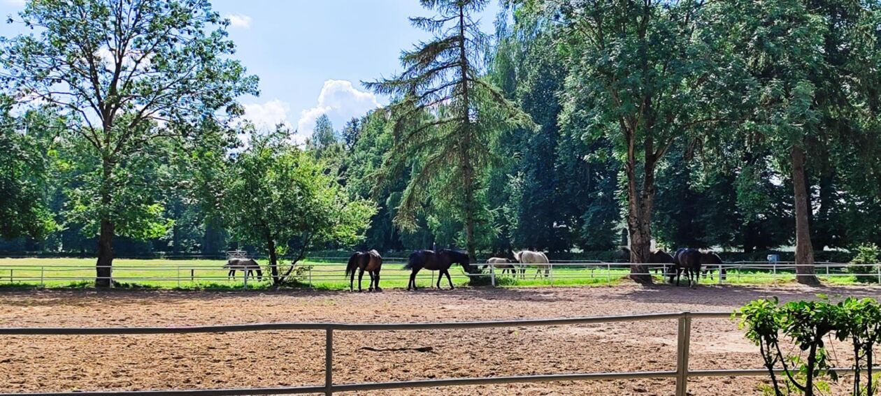  Stadnina w Janowie Podlaskim  (zdjęcie 4) - Autor: EB 