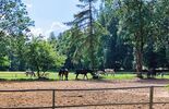 Stadnina w Janowie Podlaskim  (zdjęcie 4)