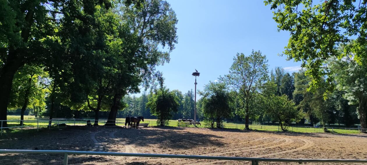  Stadnina w Janowie Podlaskim  (zdjęcie 9) - Autor: EB 