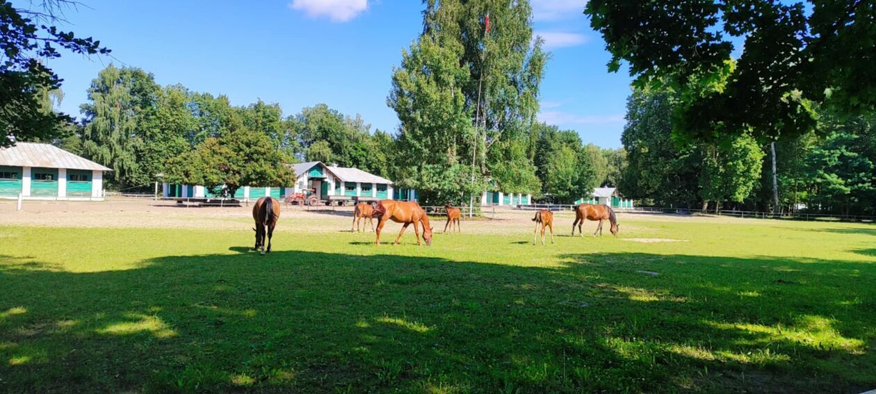  Stadnina w Janowie Podlaskim  (zdjęcie 2) - Autor: EB 