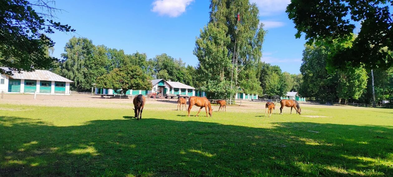 Stadnina w Janowie Podlaskim 