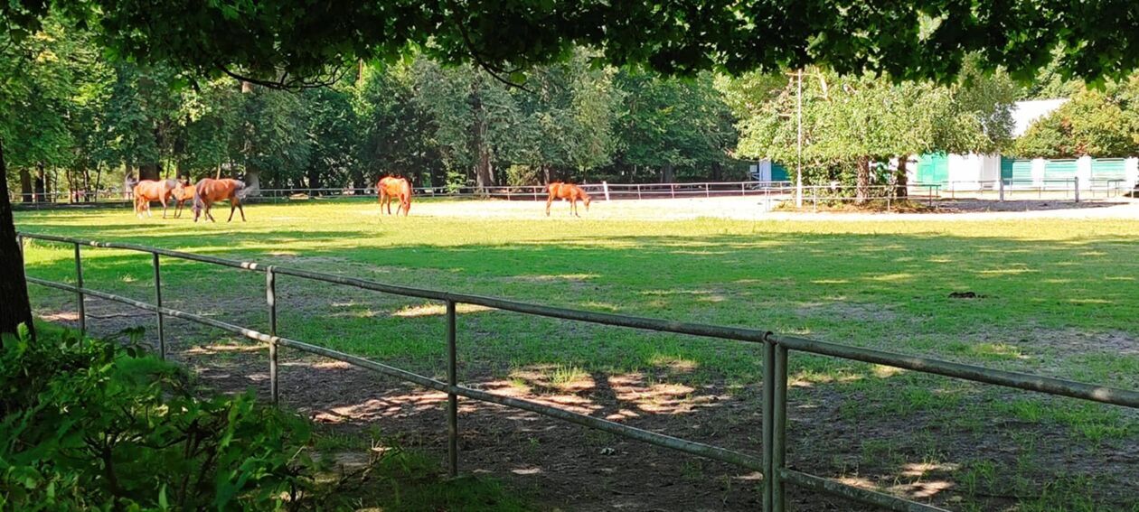  Stadnina w Janowie Podlaskim  (zdjęcie 6) - Autor: EB 