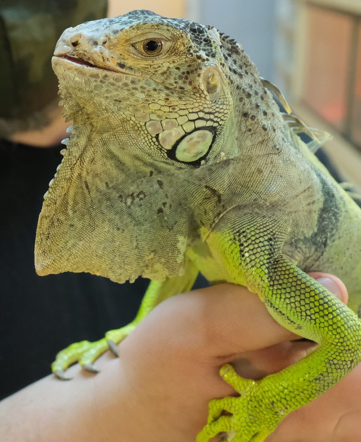  <p>Iguana Ropniak, honorowy mieszkaniec i ambasador lubelskiego schroniska.</p>