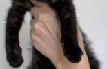 Koci herosi z lubelskiego schroniska polecają się do adopcji (zdjęcie 3)
