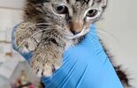 Koci herosi z lubelskiego schroniska polecają się do adopcji (zdjęcie 5)