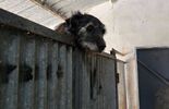 Budynek dla psów w Schronisku dla Bezdomnych Zwierząt w Zamościu (zdjęcie 3)