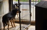 Budynek dla psów w Schronisku dla Bezdomnych Zwierząt w Zamościu (zdjęcie 4)