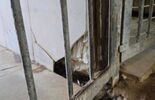 Budynek dla psów w Schronisku dla Bezdomnych Zwierząt w Zamościu (zdjęcie 5)