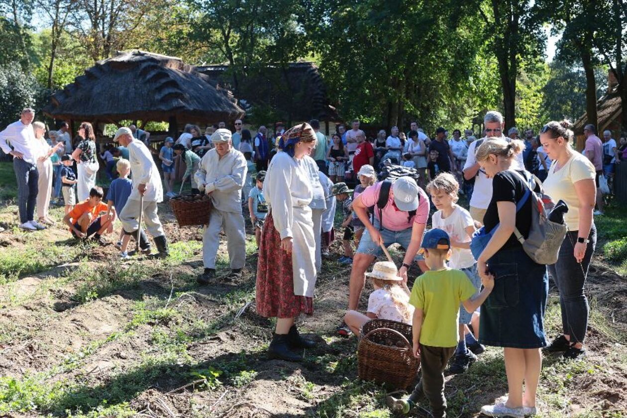  Wykopki kartoflane  (zdjęcie 12) - Autor: Piotr Michalski / Muzeum Wsi Lubelskiej