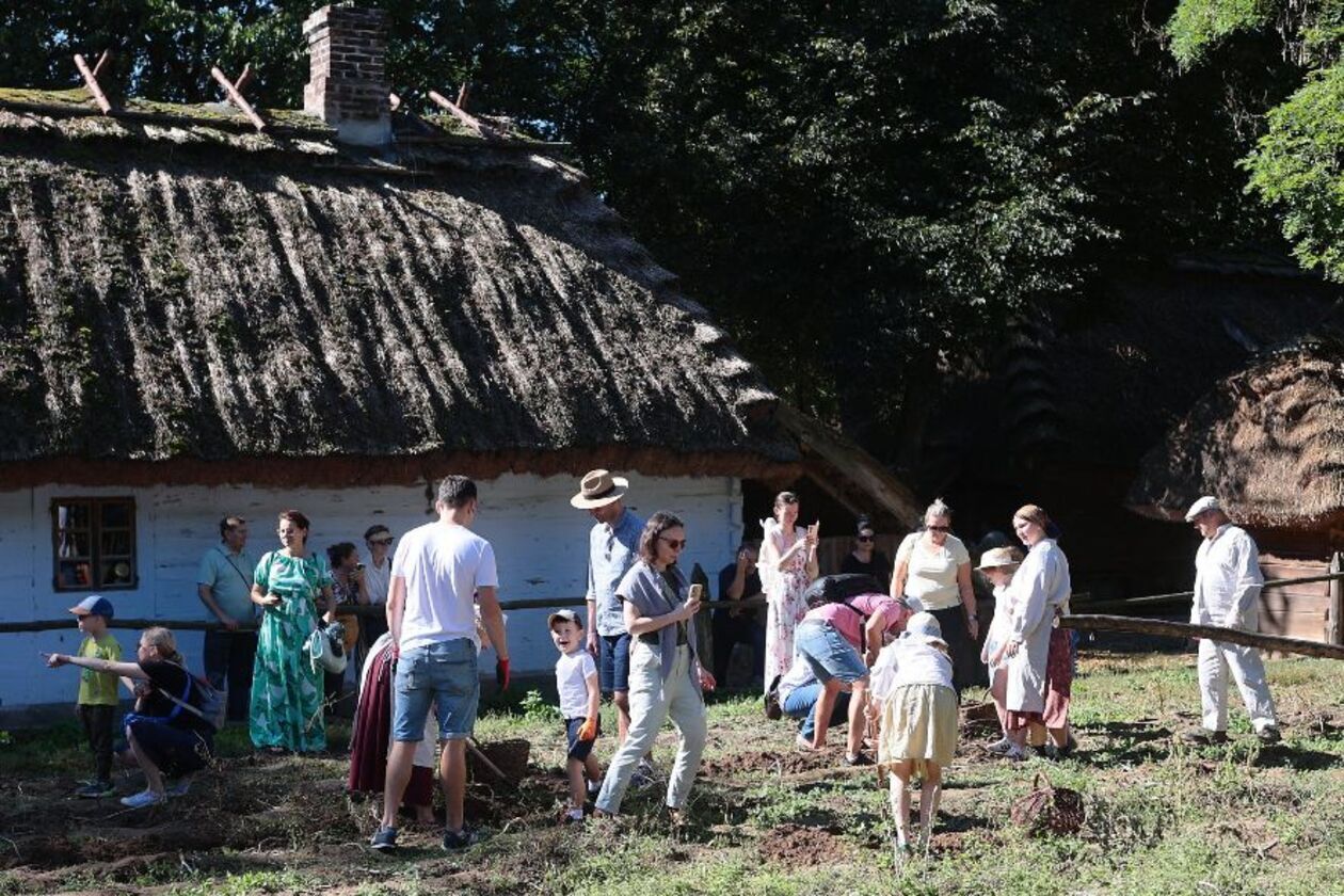  Wykopki kartoflane  (zdjęcie 10) - Autor: Piotr Michalski / Muzeum Wsi Lubelskiej