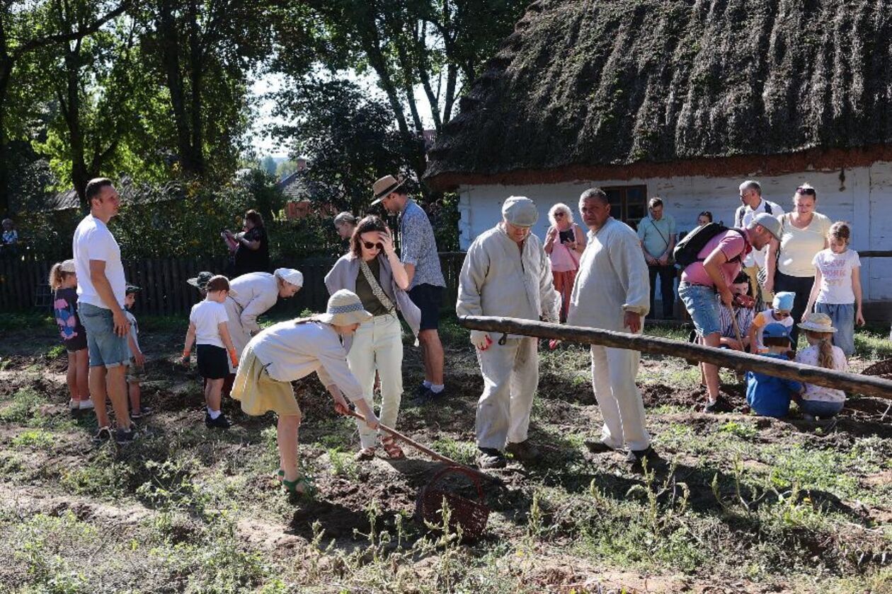  Wykopki kartoflane  (zdjęcie 11) - Autor: Piotr Michalski / Muzeum Wsi Lubelskiej