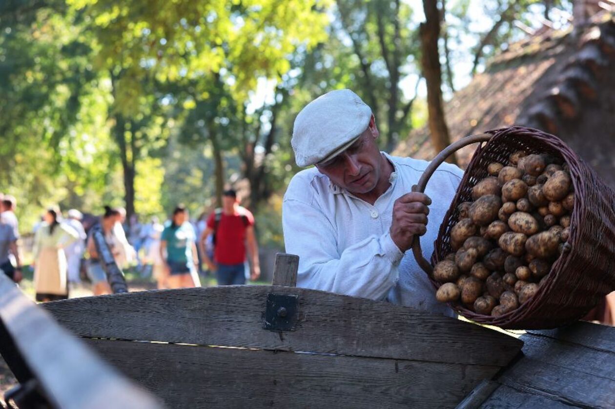 Wykopki kartoflane  - Autor: Piotr Michalski / Muzeum Wsi Lubelskiej