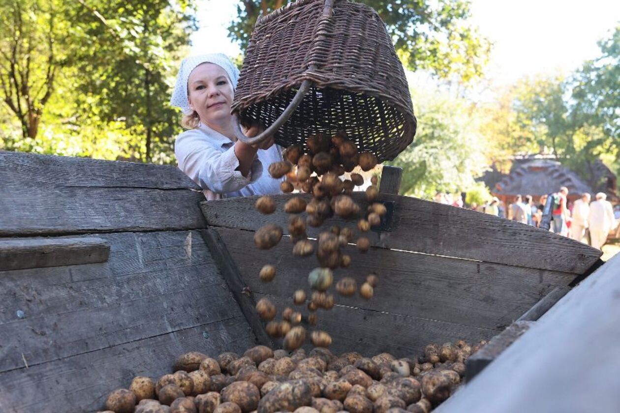  Wykopki kartoflane  (zdjęcie 6) - Autor: Piotr Michalski / Muzeum Wsi Lubelskiej