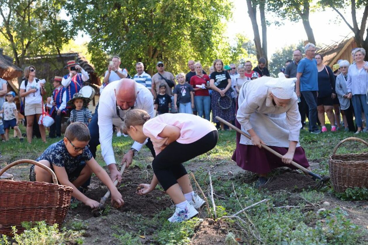  Wykopki kartoflane   - Autor: Piotr Michalski / Muzeum Wsi Lubelskiej
