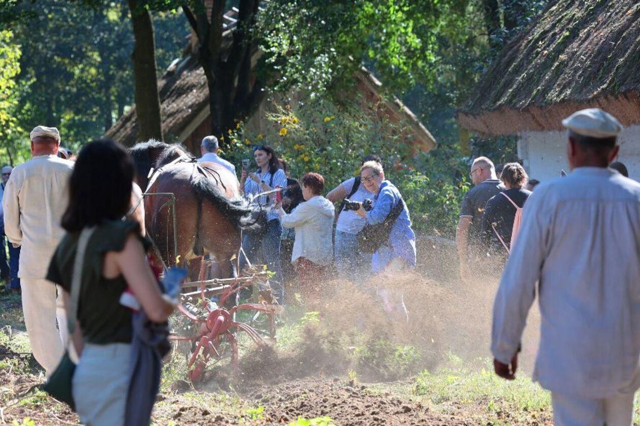  Wykopki kartoflane  (zdjęcie 7) - Autor: Piotr Michalski / Muzeum Wsi Lubelskiej