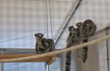 Zoopark 2025 w Targach Lublin (zdjęcie 4)
