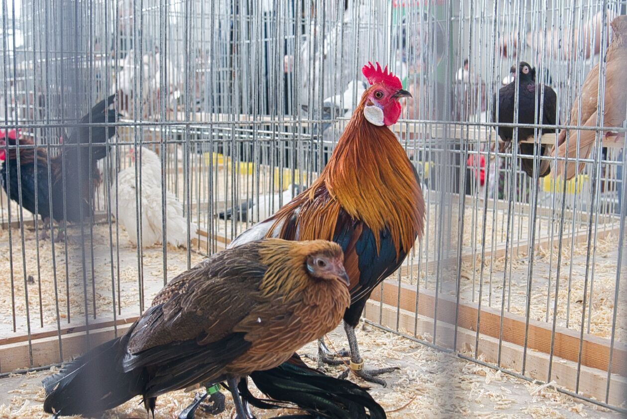  Zoopark 2025 w Targach Lublin (zdjęcie 51) - Autor: Michał Żyszkiewicz