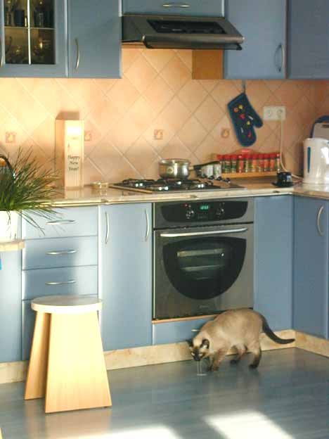 Syjamski kot imieniem Oskar świetnie czuje się w całym mieszkaniu, najlepiej jednak w... kuchni