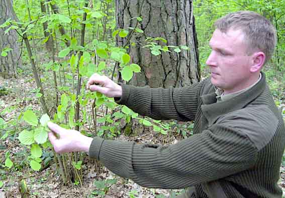 Kleszcze przyczepione są do spodniej części liści - pokazuje podleśniczy Paweł Kusiak z nadleśnictwa